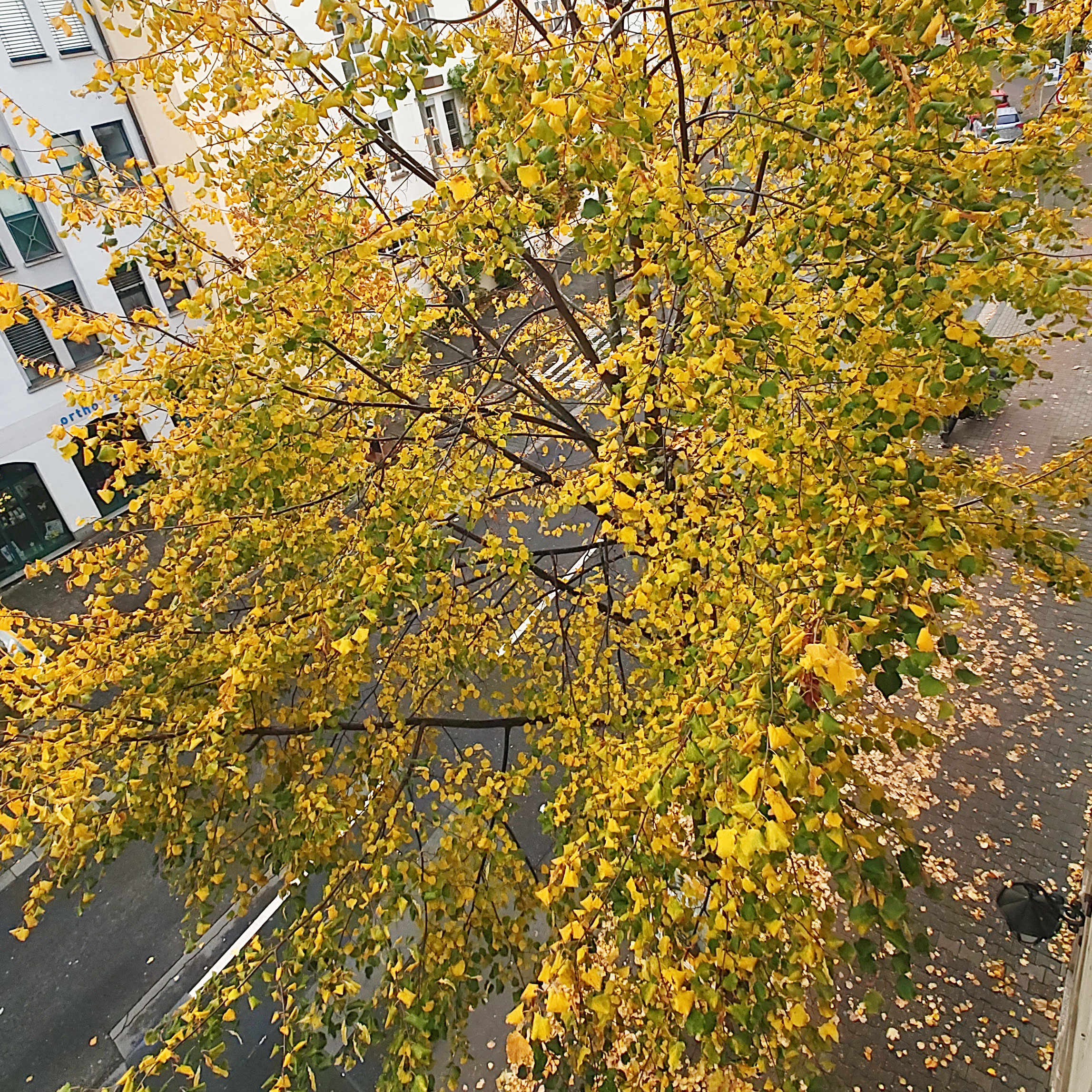 Die Linde vor meinem Haus in Mainz