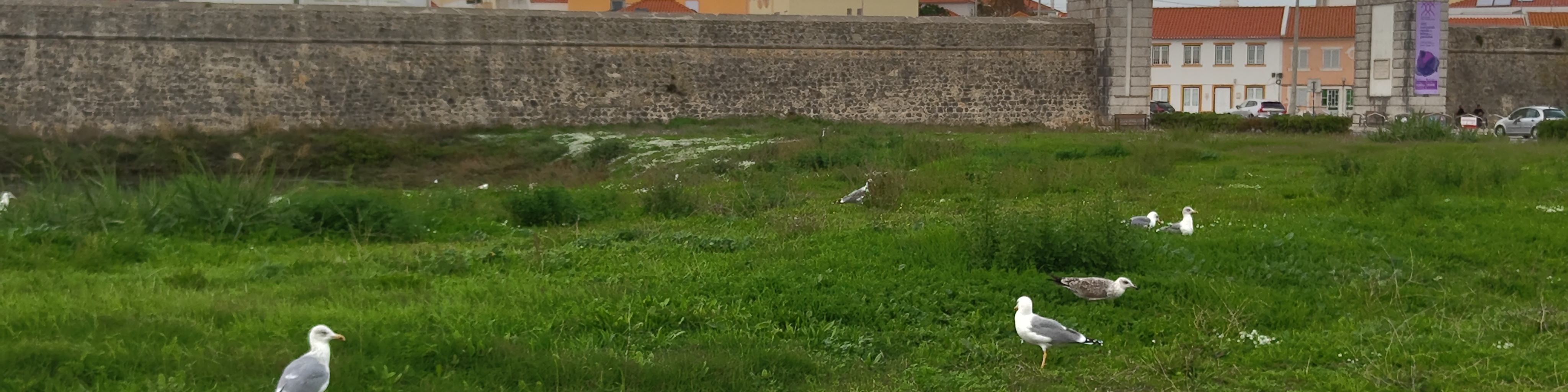 Da sind sie wieder meine Möwen vor der Stadtmauer von Peniche