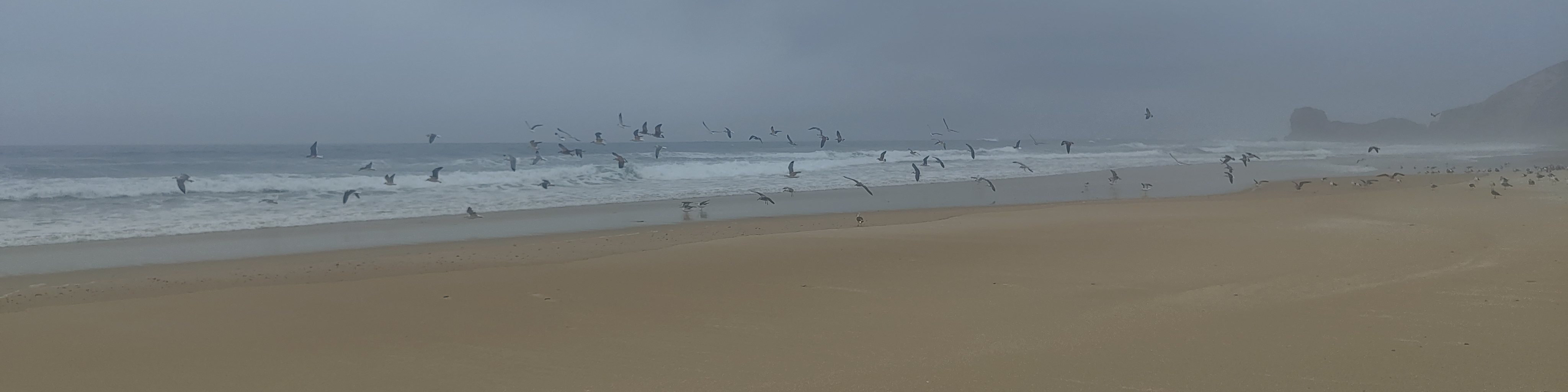 Meine Möwen beim Abflug