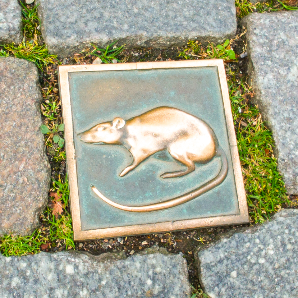 Messing Ratte als Stolperstein