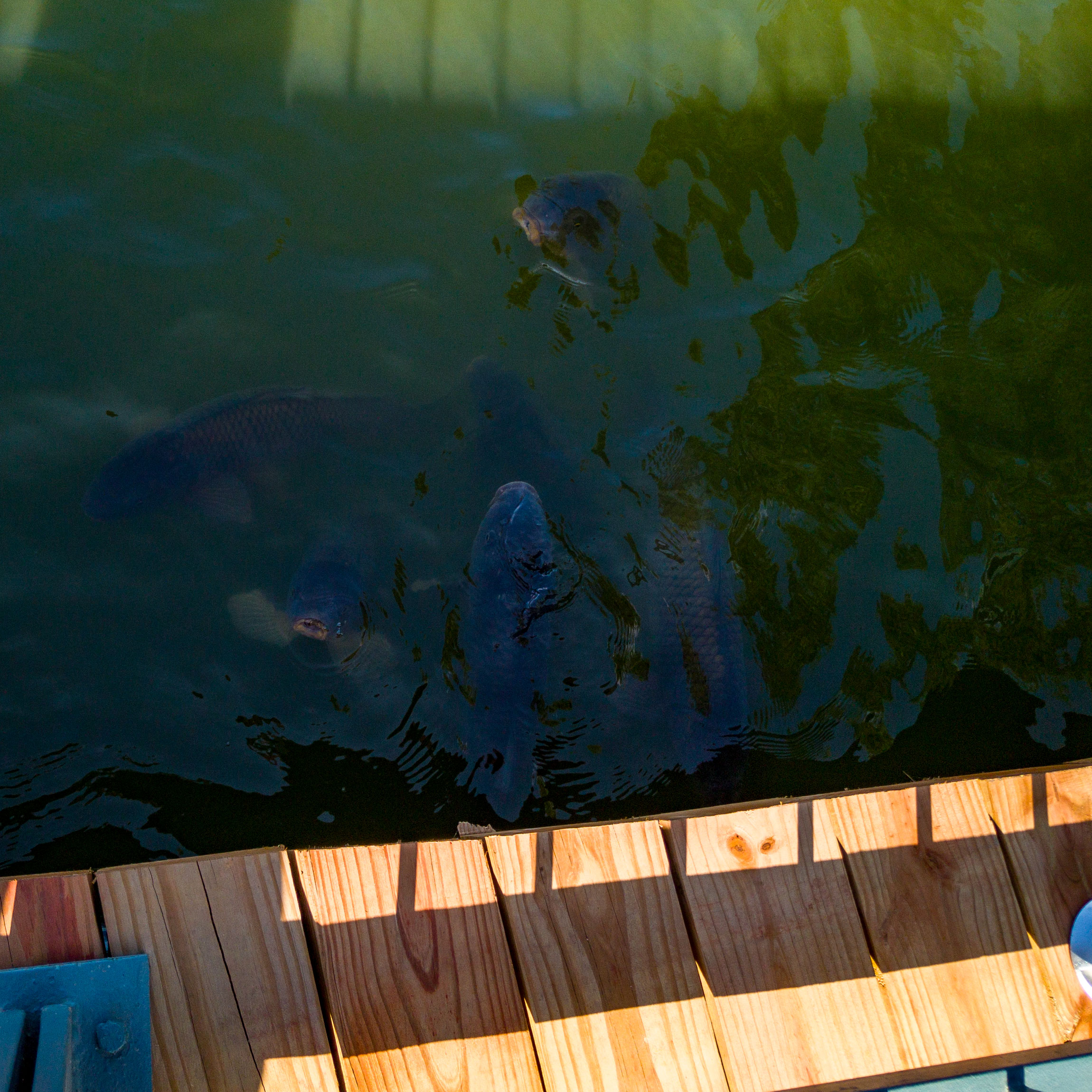 Die Karpfen an der Futterbrücke