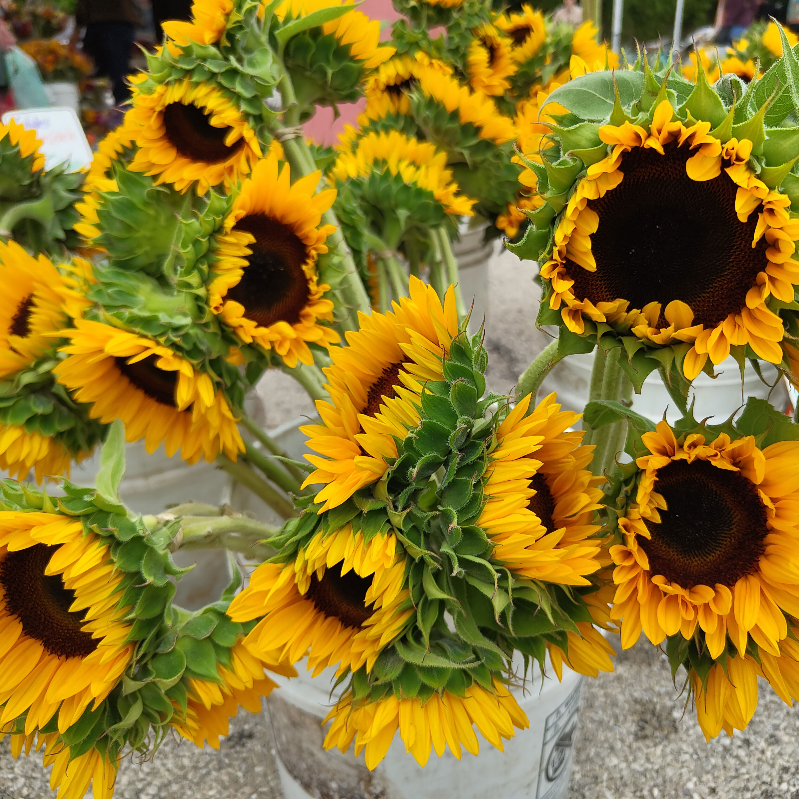 Sonnenblumen