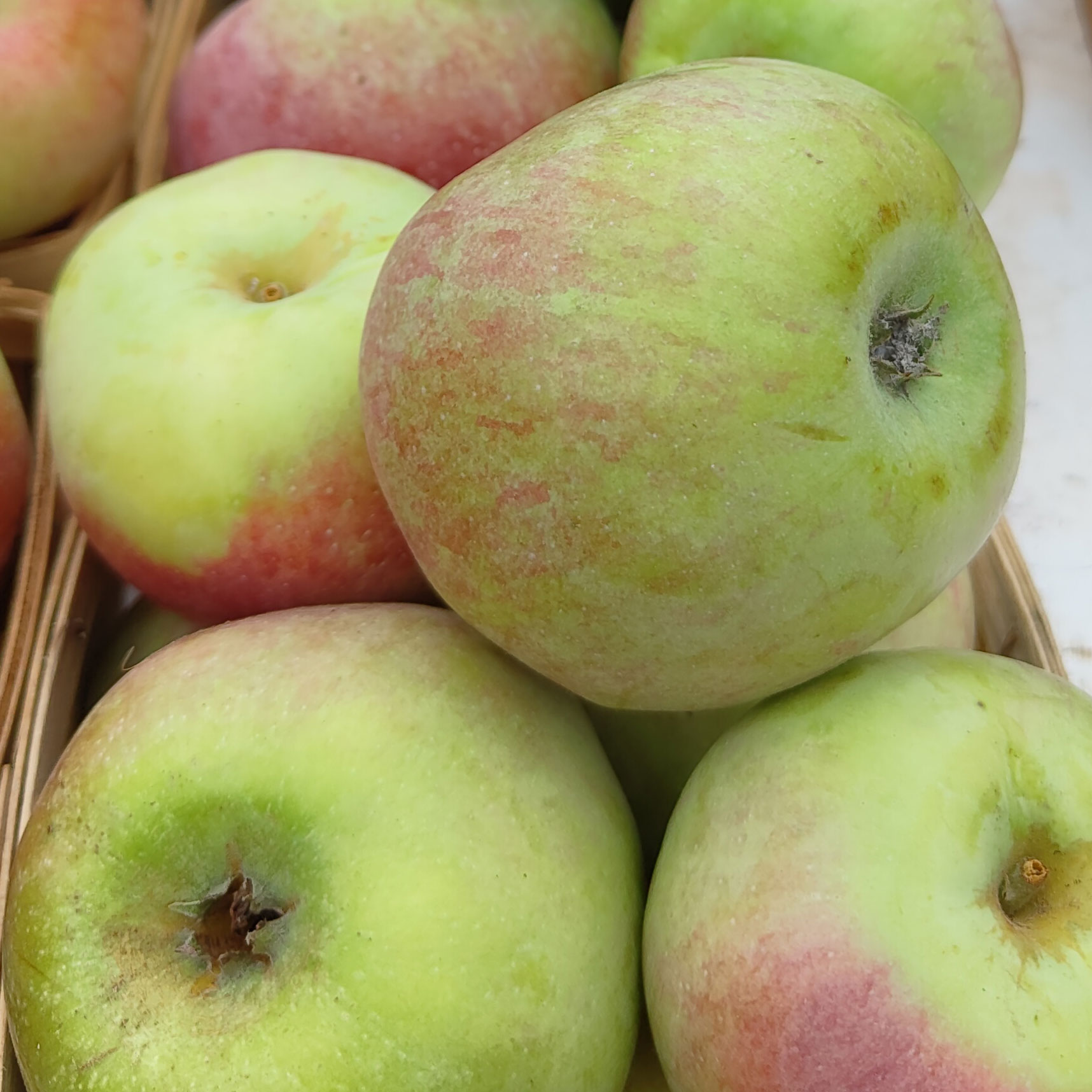 Cortland eine sehr leckere alte Apfelsorte