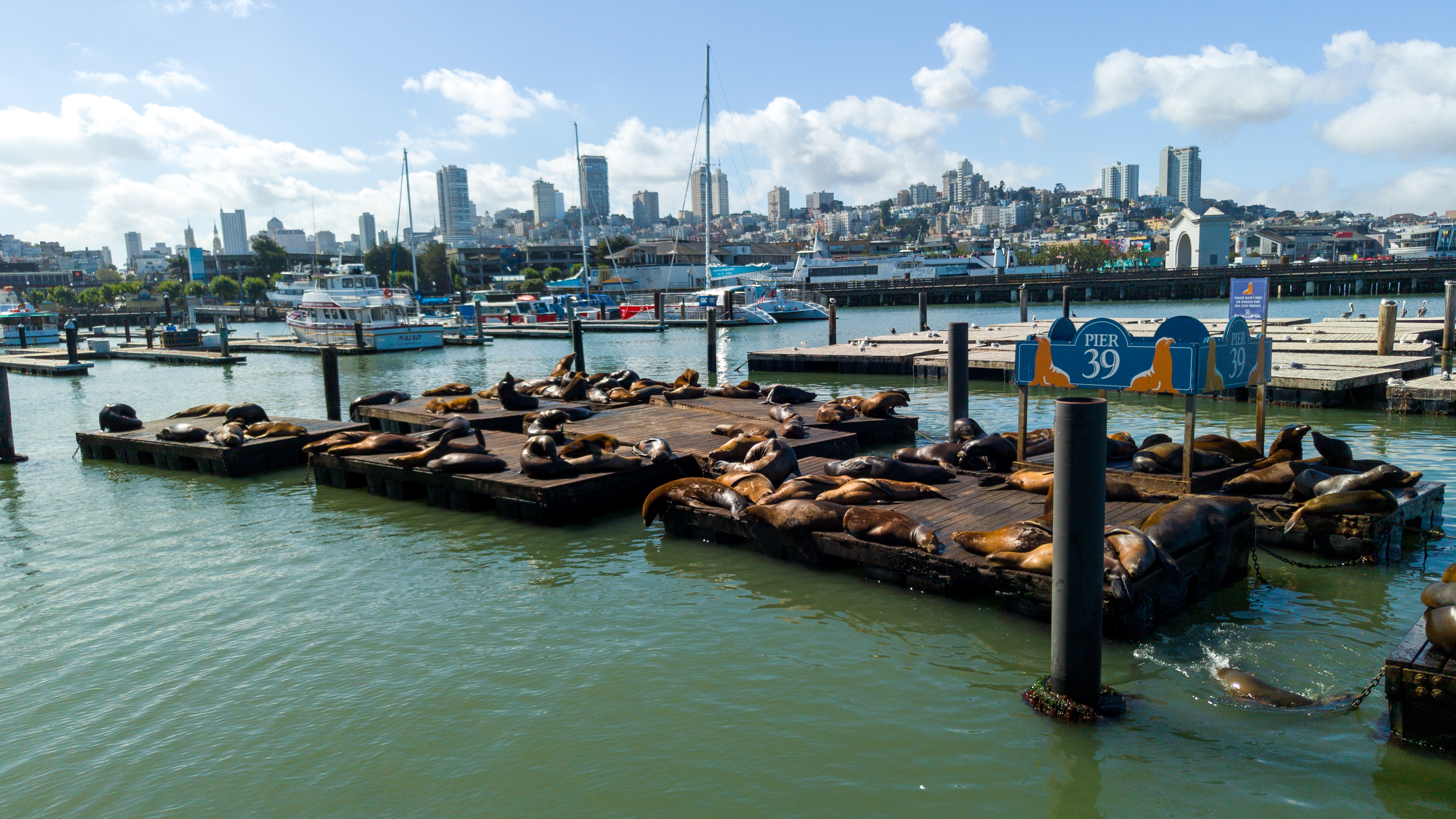 Die legendären Seehunde am Pier