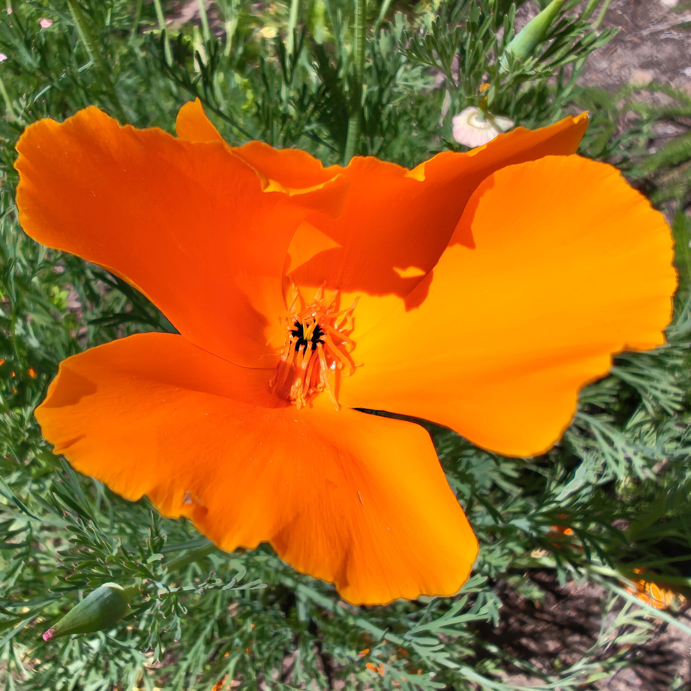 California Poppy